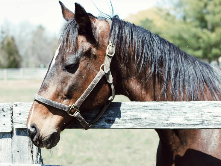 a horse leans his head over the top of a fence