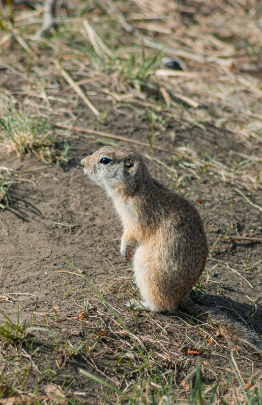 small wild animal is standing on its hind legs