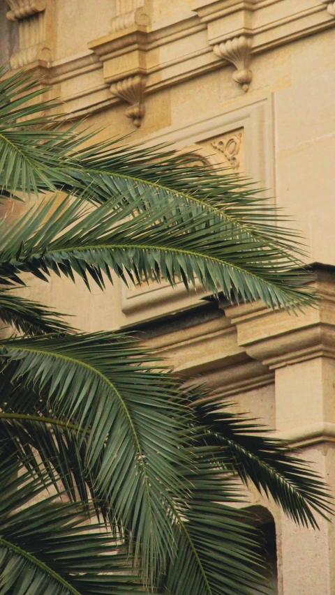 palm trees with building in the background under an umbrella