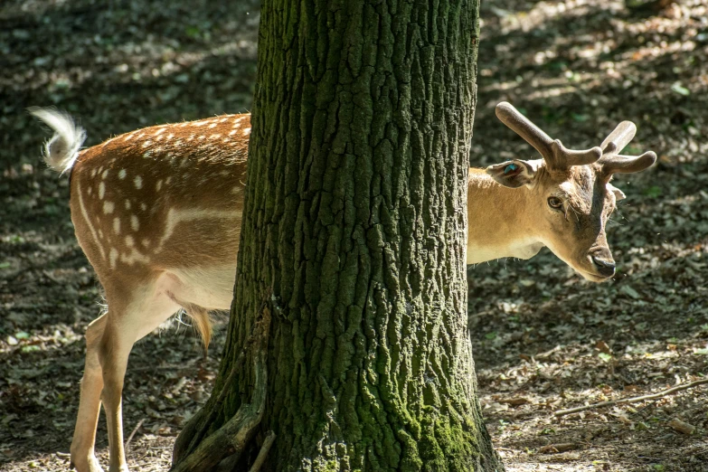 a close up of a deer behind a tree