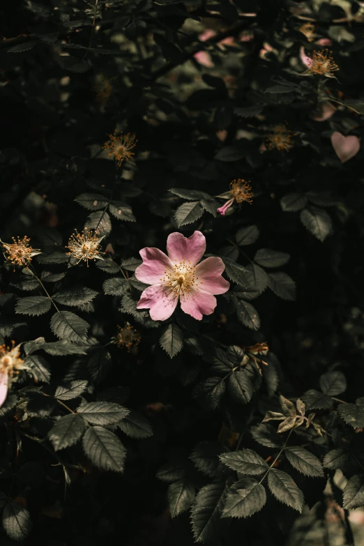 some pink flowers sitting on the nch of a tree