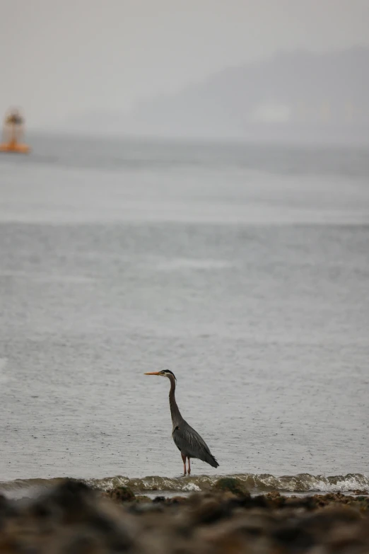 bird walking on the shore while another looks on