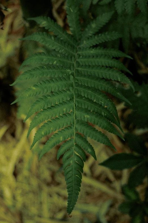 a leaf has just taken off from a plant