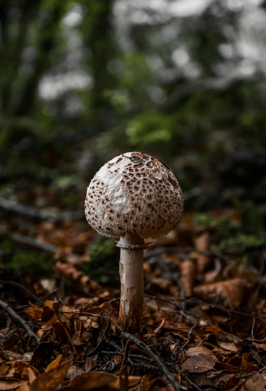 a mushroom that is on the ground in the forest