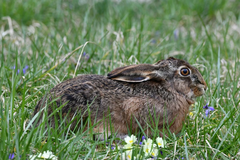 a small brown and white rabbit in a field