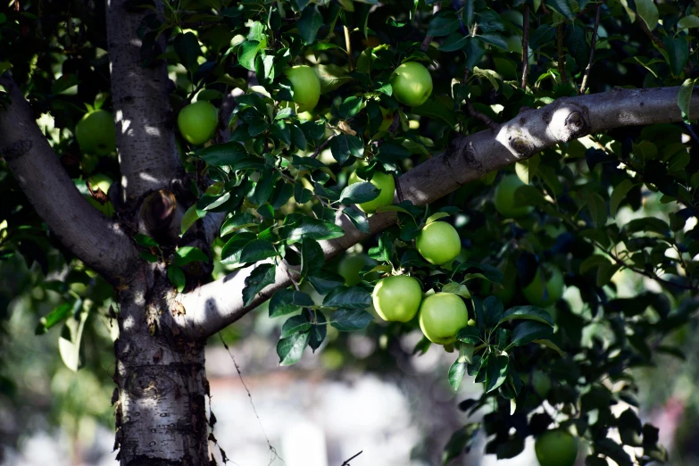 there is a tree with several green apples hanging on it