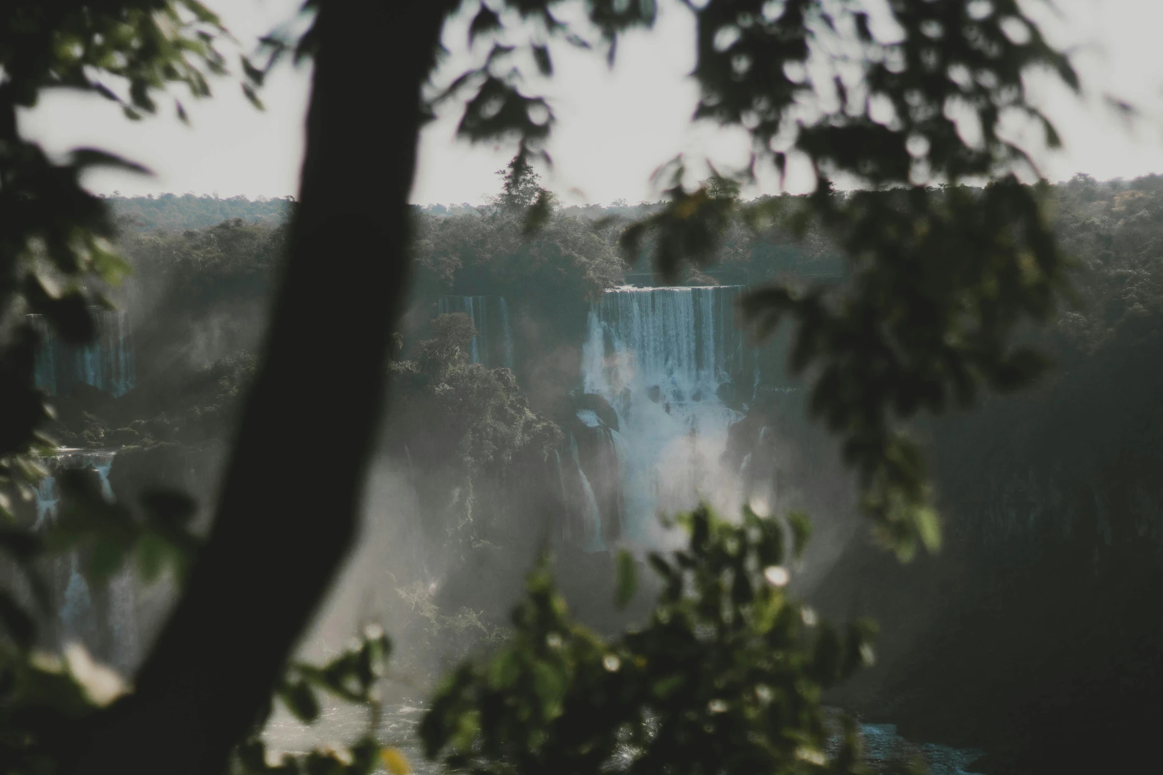 a tree in front of the falls in the fog