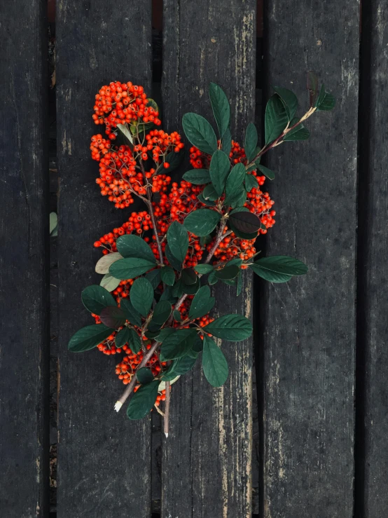 a red bush is resting on a weathered wooden board