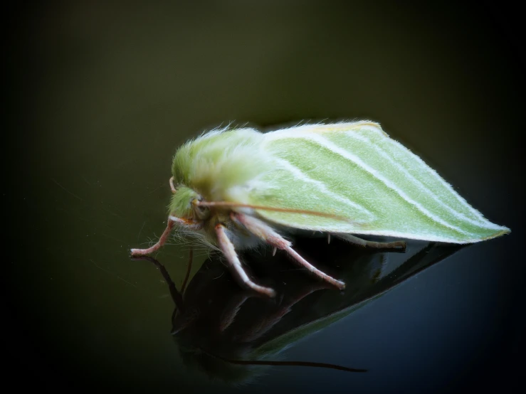 a insect is on a dark surface, while another one looks on