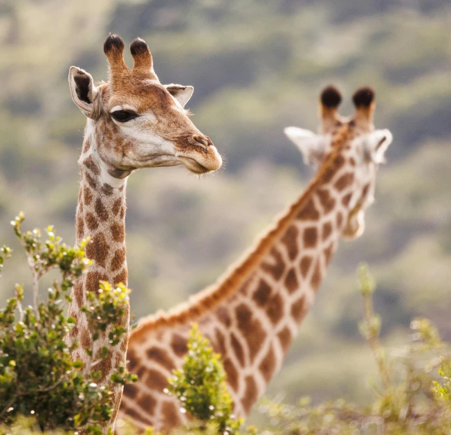 two giraffes standing together on a hill in the wild