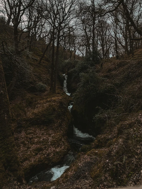 a stream runs through the forest on a cloudy day