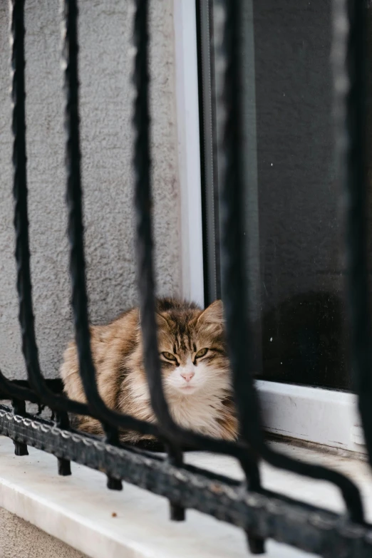 an orange and white cat sits in the window sill