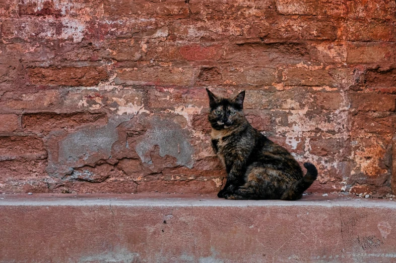 the cat sits on the edge of the ledge near the wall