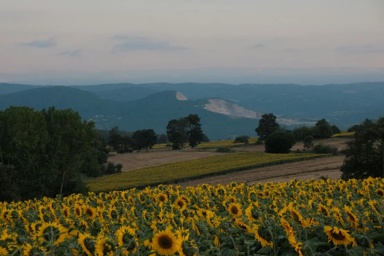 a view of a sunflower field with mountains in the distance