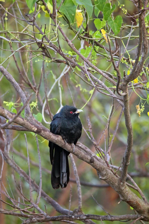 a bird perched on the nch of a tree