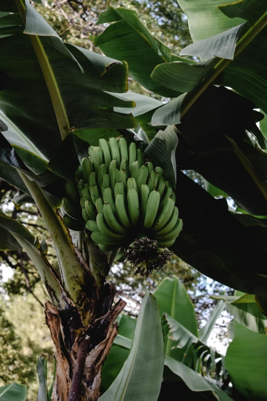 a banana tree with green bananas growing on it