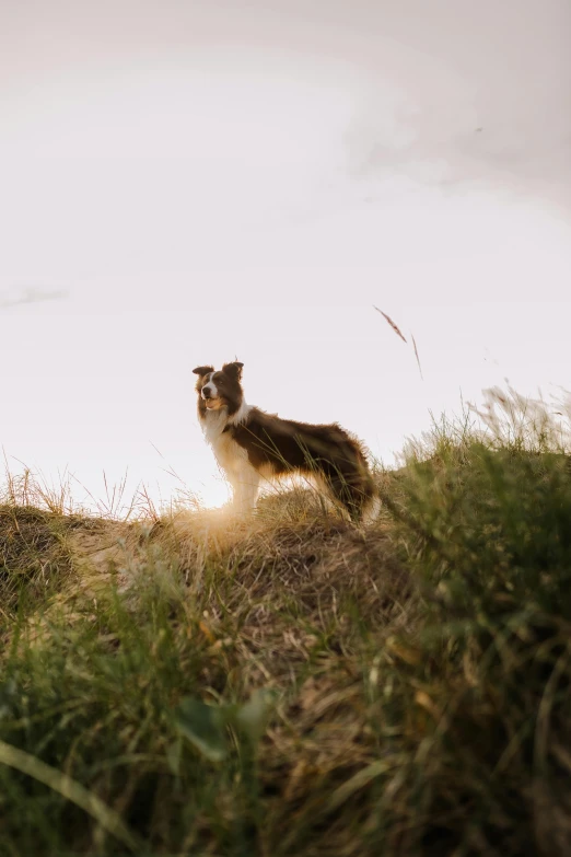 a dog is running across some grass with its tail hanging out