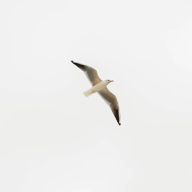 a seagull flies through the gray sky above it