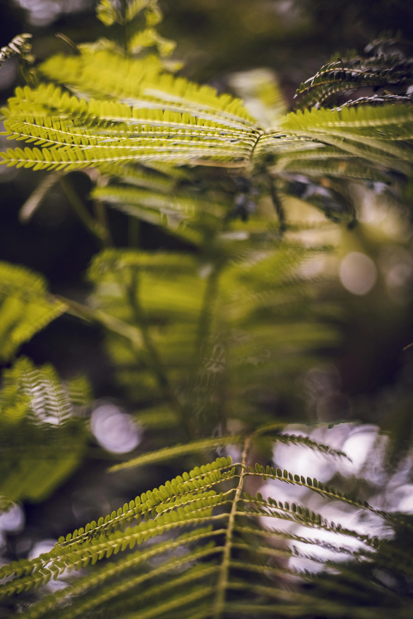 a green leafy plant is next to some leaves