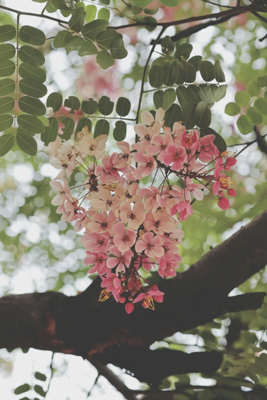 a group of pink flowers hanging from a tree