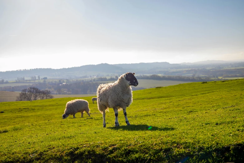 two sheep are standing in a green field