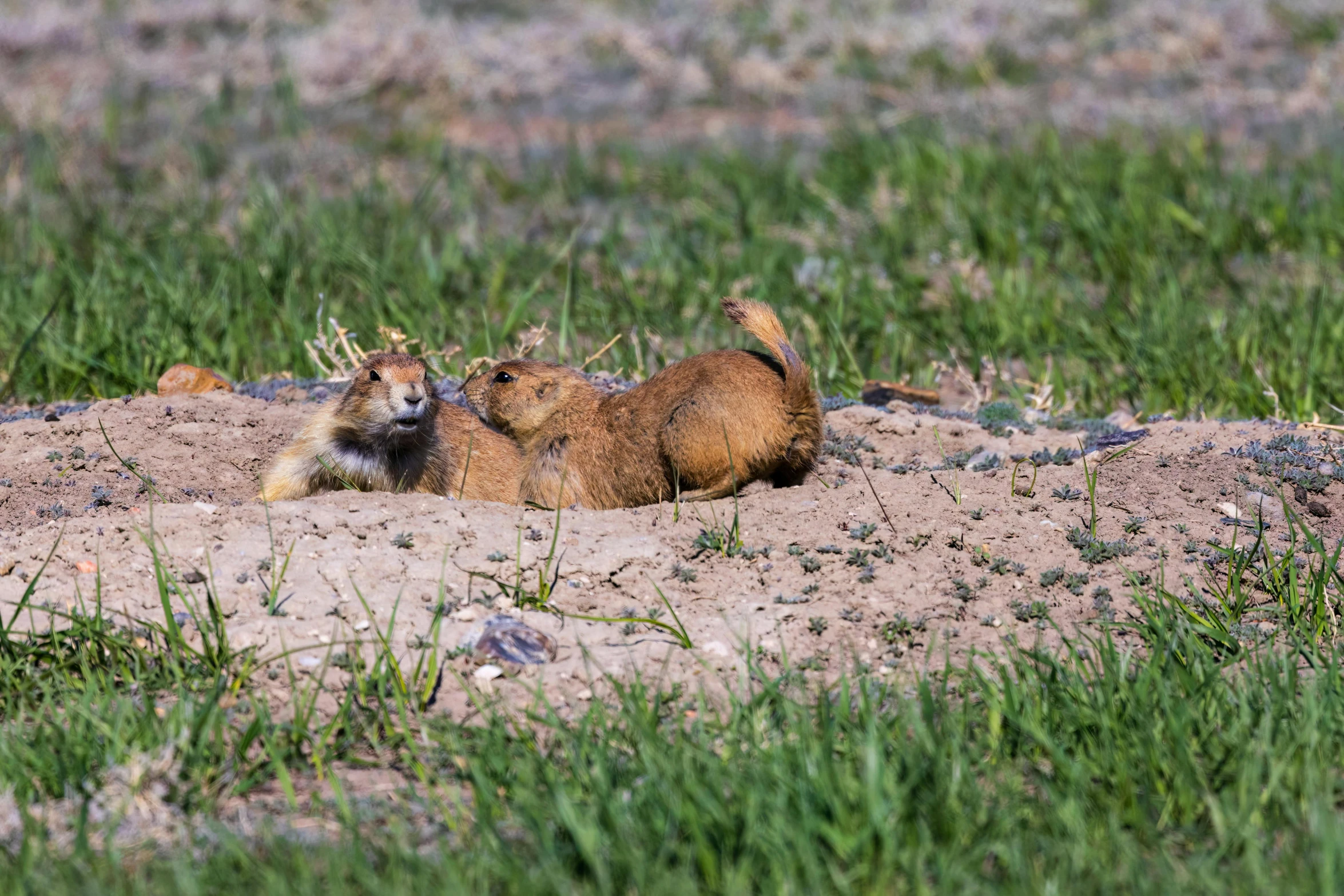 a squirrel sits in a pile of sand and grass