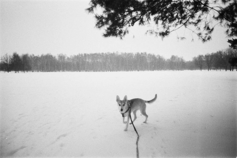 a lone dog on the snow covered ground