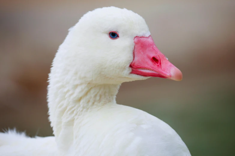 a white duck with red and blue eyes