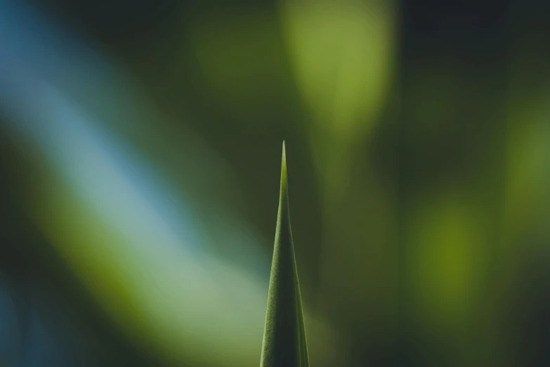 the long stem of a green plant with blurred background