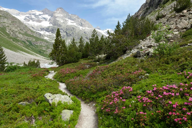 a trail winds through flowers and trees near mountains