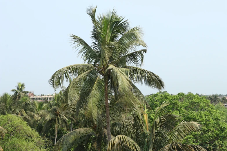 some palm trees in the forest are standing tall