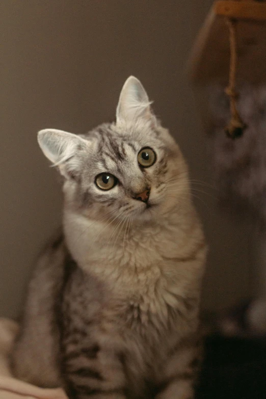 a very cute grey cat looking at the camera