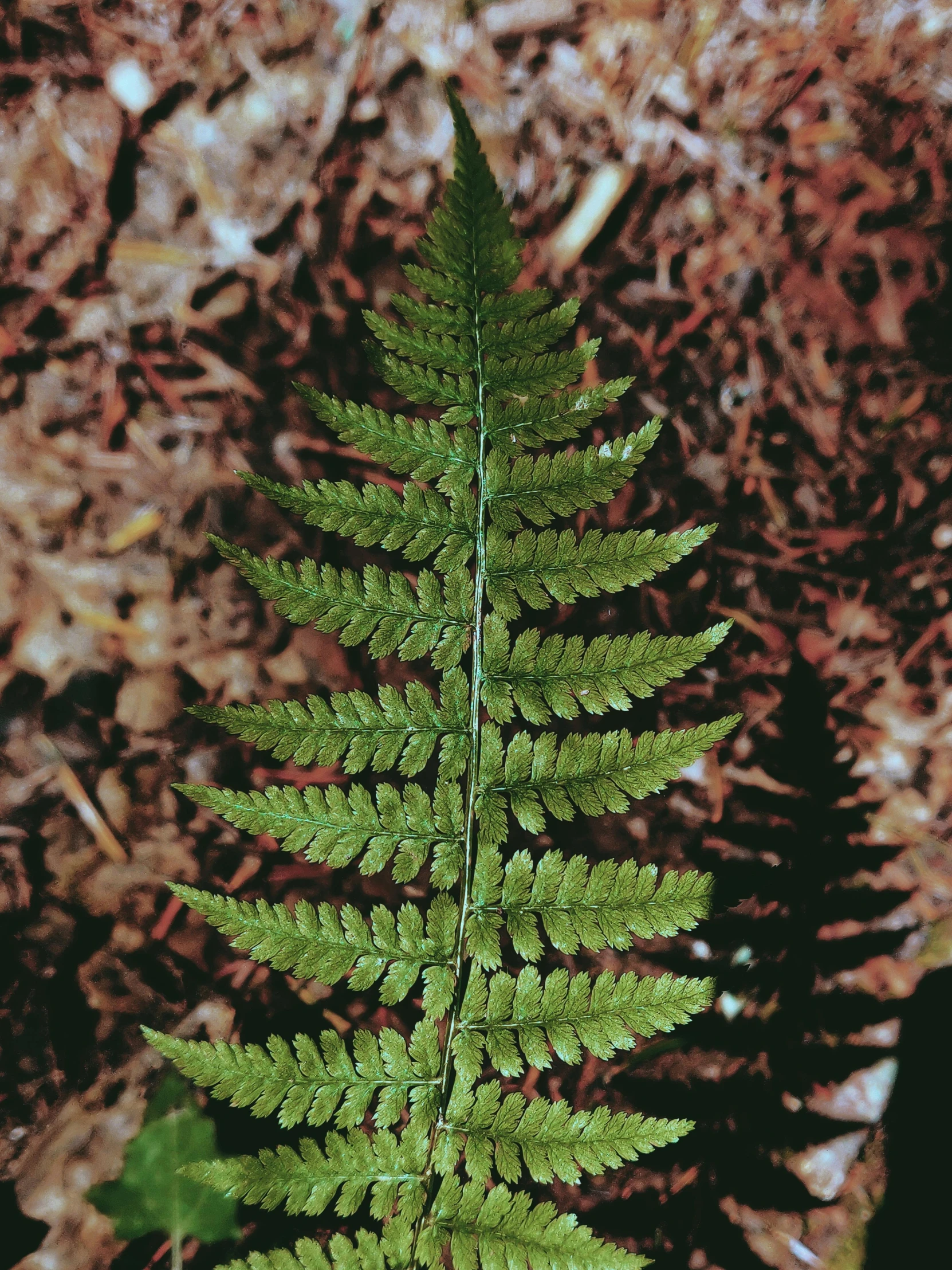 a close - up po of a fern leaves against a dirt ground background