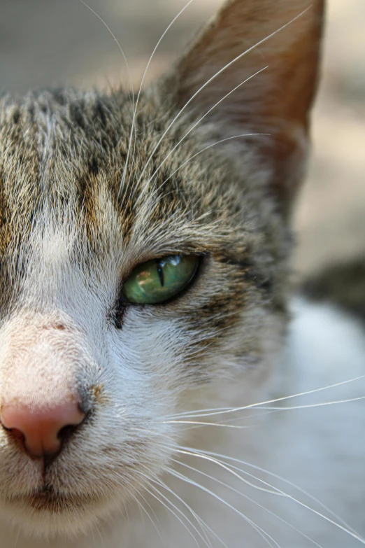 a close up of a cat's face with its green eyes