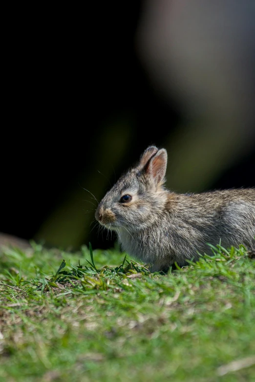 a grey squirrel sitting in a green grass area