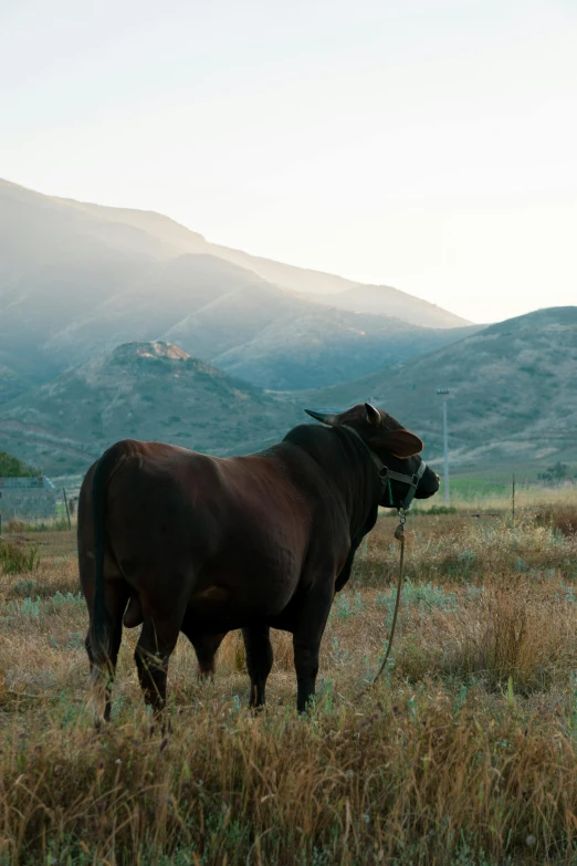 a cow stands in an open field with mountains in the background