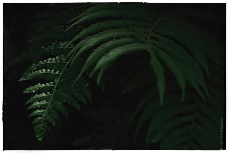 a large plant with green leaves at night