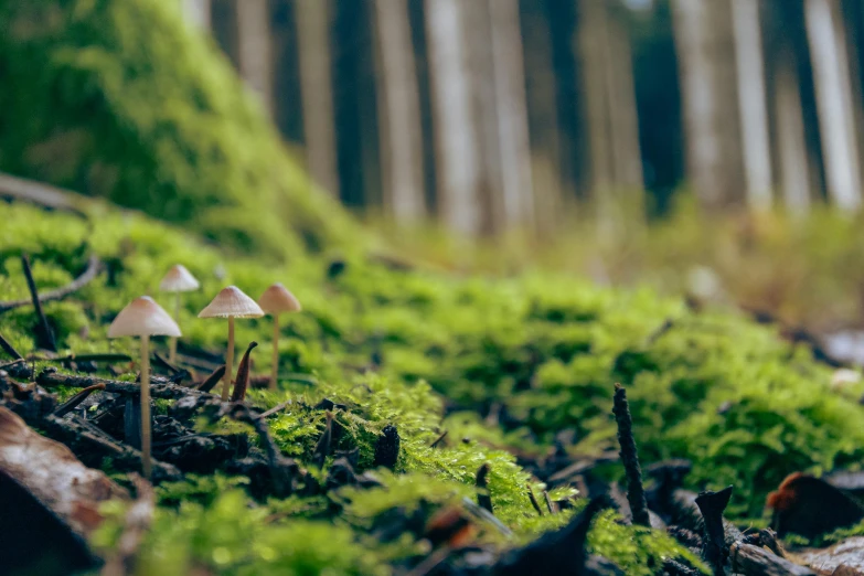 some tiny mushrooms growing out of the forest