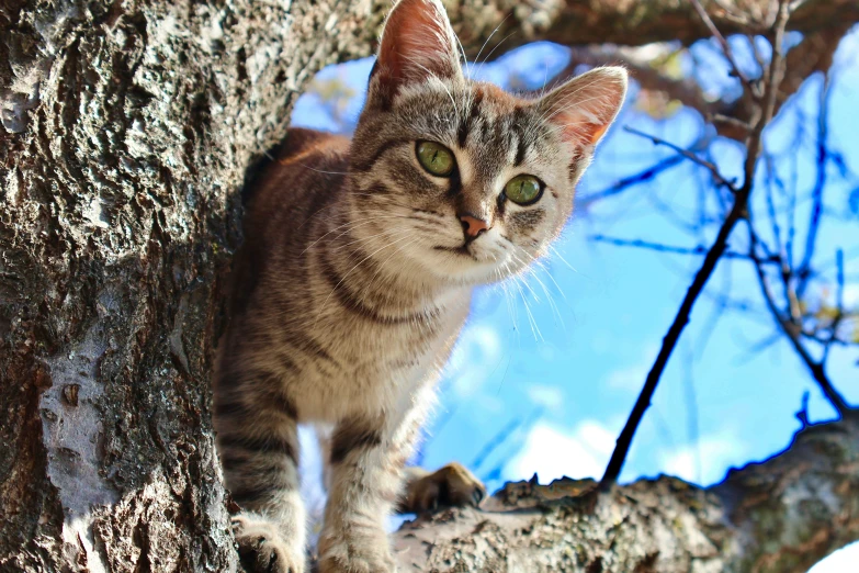 a close up of a cat on a tree