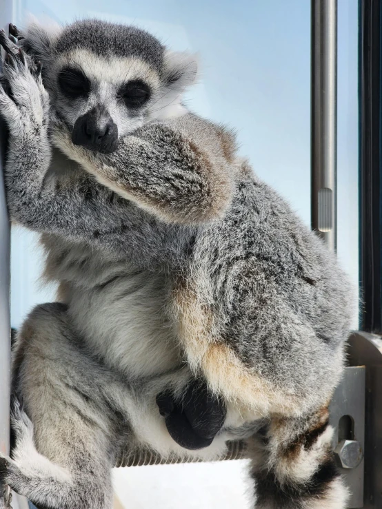 an adult koala is holding onto the door