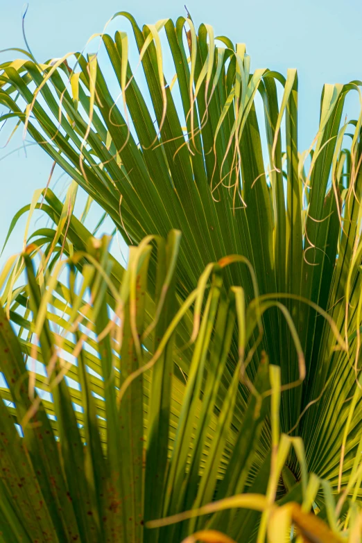 a close up of some very tall trees with some birds