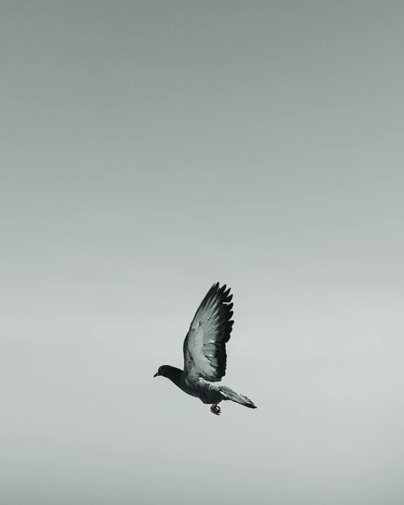 a black and white po of a bird flying through the air