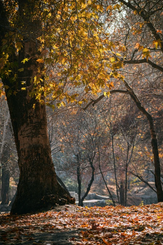 yellow and orange leaves lay on the ground underneath a large tree