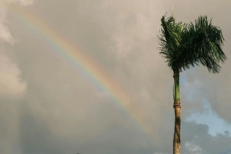 a palm tree with a rainbow and gray cloudy sky