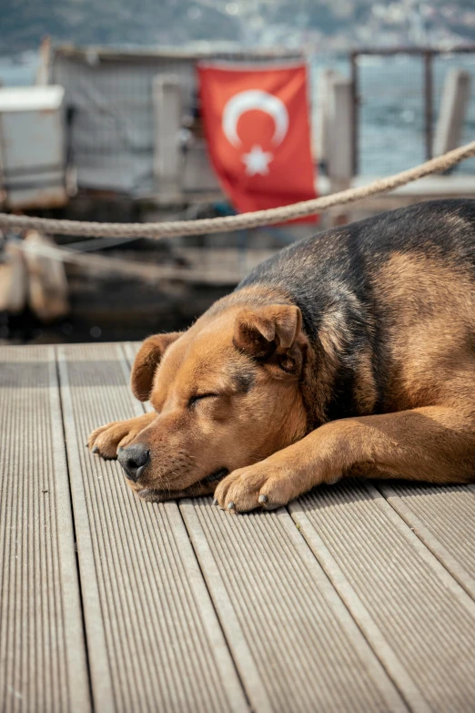 a dog is sleeping on the deck of a boat