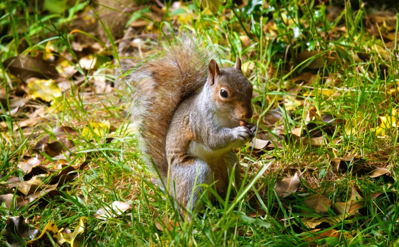 the squirrel is eating grass and standing up