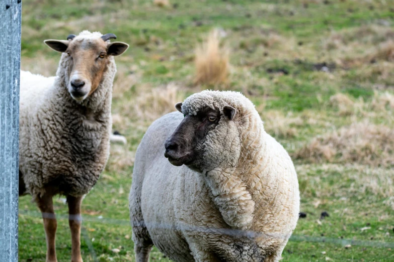 two sheep are standing in a field and one is looking at the camera