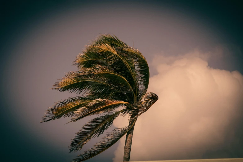 a palm tree blowing in the wind on the beach