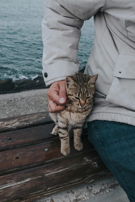 a cat being held in the arm of a man