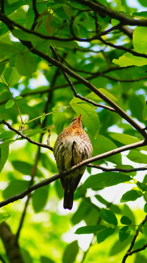 there is a bird sitting in a tree on the nch